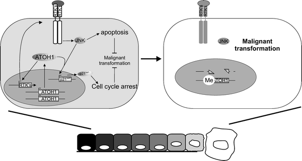 ATOH1 cancer suppression schematic